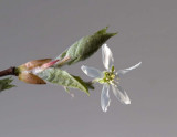 Shadbush (Amelanchier sp.)