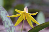 Trout Lily (Erythronium americanum)