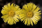 Coltsfoot (Tussilago farfara)