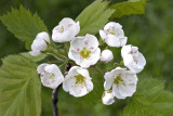 Hawthorn (Crataegus sp.)