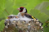 Goldfinch Carduelis carduelis lišček_MG_3795-1.jpg