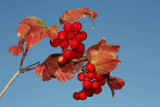 Guelder-rose Viburnum opulus brogovita_MG_0798-1.jpg