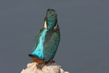 Kingfisher Alcedo athis vodomec_MG_5107-1.jpg