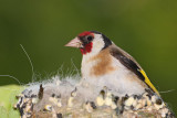 Goldfinch Carduelis carduelis lišček_MG_3827-1.jpg