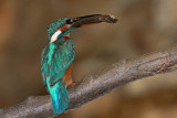 Kingfisher Alcedo athis vodomec_MG_5237-1.jpg