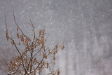 Snowing sneženje_MG_5262-11.jpg