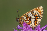 Heath fritillary Melitaea athalia navadni pisanček_MG_1794-11.jpg