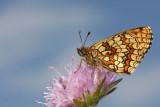 Heath fritillary Melitaea athalia navadni pisanček_MG_2215-11.jpg
