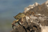 Green crab Carcinus mediterraneus obrežna rakovica_MG_3426-11.jpg