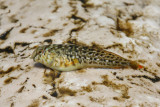 Blenny babica_MG_2729-11.jpg