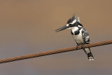 Pied kingfisher Ceryle rudis èrnobeli pasat_MG_8183-11.jpg