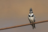 Pied kingfisher Ceryle rudis èrnobeli pasat_MG_8184-11.jpg