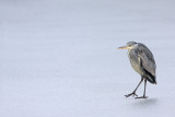 Grey heron Ardea cinerea siva čaplja_MG_9539-11.jpg