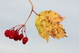 Guelder-rose Viburnum opulus brogovita_MG_8515-11.jpg