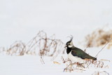 Lapwing Vanellus vanellus priba_MG_1240-111.jpg
