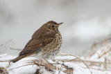 Song thrush Turdus philomelos cikovt_MG_0526-11.jpg