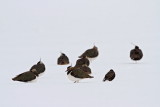 Lapwing Vanellus vanellus priba_MG_0769-111.jpg