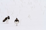 Lapwing Vanellus vanellus priba_MG_1008-11.jpg
