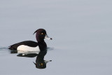 Tufted duck Aythya fuligula čopasta črnica_MG_1092-111.jpg