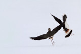 Fight pretep_MG_0778-11.jpg