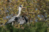 Grey heron Ardea cinerea siva čaplja_MG_2966-11.jpg