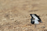Lapwing Vanellus vanellus priba_MG_2737-11.jpg
