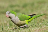 Monk parakeet Myiopsitta monachus meni�ka papiga_MG_8523-111.jpg
