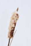 Winter cattail rogoz pozimi_MG_0347-11.jpg