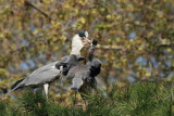 čaplja_MG_2979-11.jpg