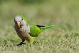 Monk parakeet Myiopsitta monachus meni�ka papiga_MG_8519-11.jpg