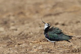 Lapwing Vanellus vanellus priba_MG_2730-11.jpg