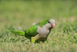 Monk parakeet Myiopsitta monachus meni�ka papiga_MG_8485-11.jpg