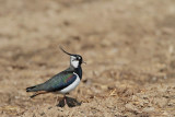 Lapwing Vanellus vanellus priba_MG_1218-11.jpg