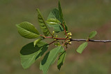 Alder buckthorn Frangula alnus navadna krhlika _MG_6050-1.jpg