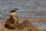 Kingfisher Alcedo athis vodomec_MG_5019-1.jpg