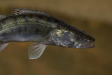 Pikeperch Stizostedion lucioperca smuč_MG_7817-1.jpg