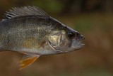 European perch Perca fluviatilis navadni ostriž _MG_7841-1.jpg