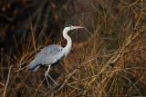 Grey heron Ardea cinerea siva čaplja_MG_8328-1.jpg