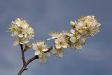 Blackthorn Prunus spinosa črni trn_MG_7329-1.jpg