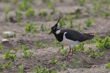 Lapwing Vanellus vanellus priba_MG_7331-1.jpg