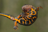 Italian crested newt Triturus carnifex veliki pupek_MG_8403-1.jpg
