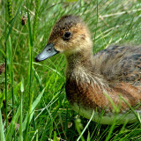 Duckling, Loch Garten