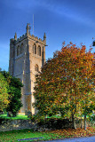All Saints tower and tree, Martock