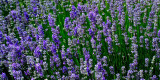 Lavender, Barrington