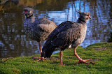 Crested screamer, Slimbridge!