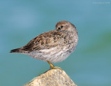 NW84552P Purple Sandpiper.jpg