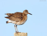 NW84847 Willet.jpg