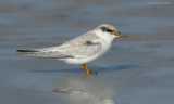 _JFF2996 Least Tern Fledgling.jpg