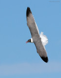 _NW80842 Laughing Gull.jpg