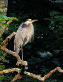 _NW80963 Great Blue Heron.jpg